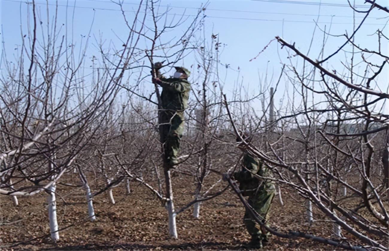 苹果树修剪新闻一至三年苹果树修剪视频