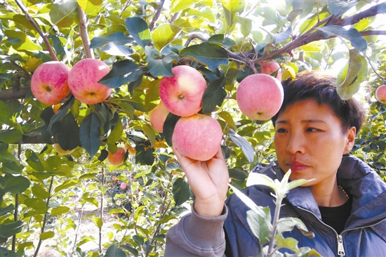 苹果成熟的季节新闻苹果成熟的季节是几月
