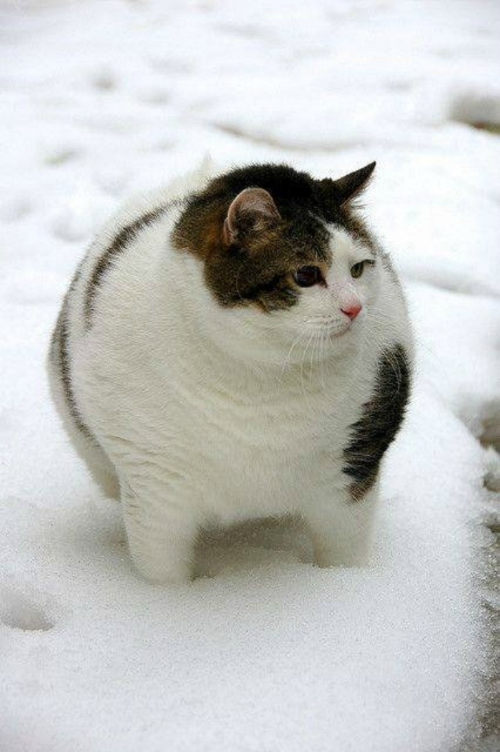 胖猫壁纸苹果版两只胖猫图片壁纸