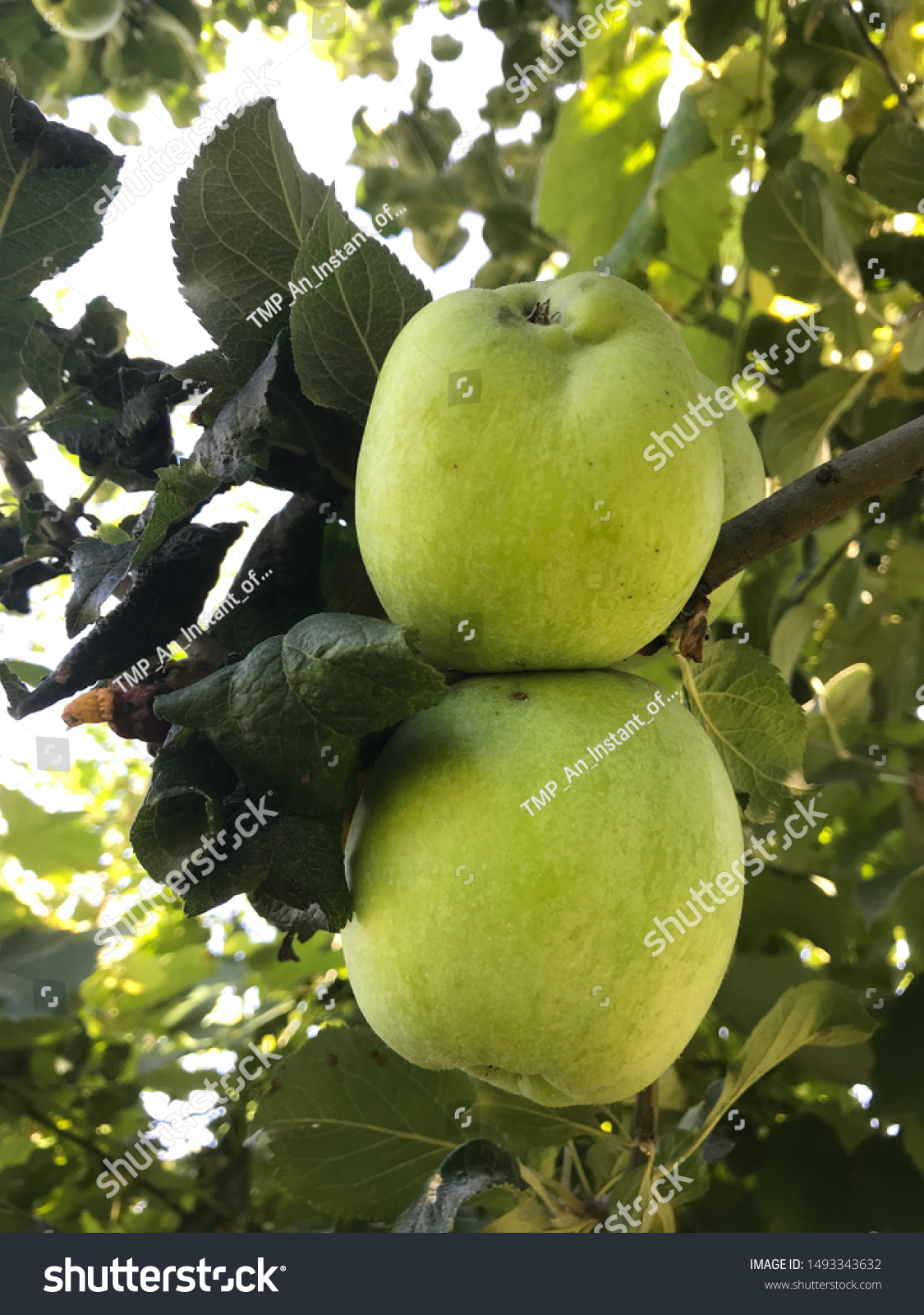 苹果树app苹果版(苹果树apple tree)-第5张图片-QuickQ官网