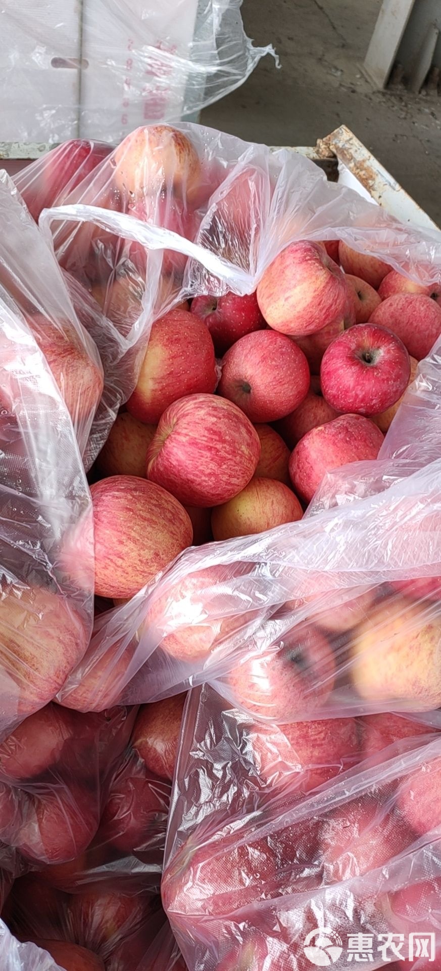 华盖版苹果的简单介绍-第1张图片-QuickQ官网 华盖版苹果的简单介绍-第1张图片-QuickQ官网